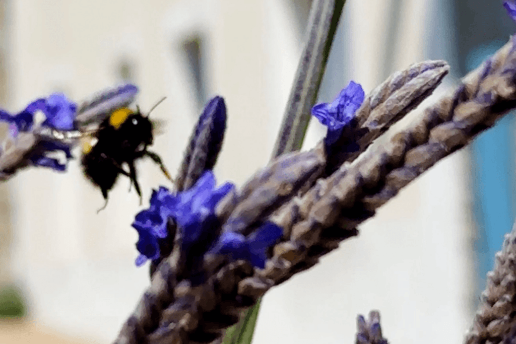 A close-up, slightly soft-focus view of a fuzzy black and yellow bumblebee in mid-air, flying toward a stalk of blooming lavender flowers under bright, natural daylight on Île de Batz.