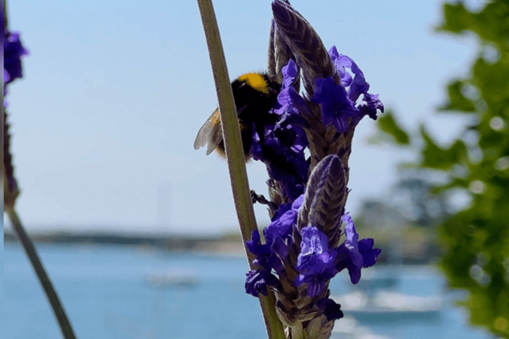 A close-up of a fuzzy yellow and black bumblebee gathering nectar from a stalk of vibrant purple lavender flowers on Île de Batz, with a soft-focus background showing calm blue coastal waters and green foliage under a clear sky.