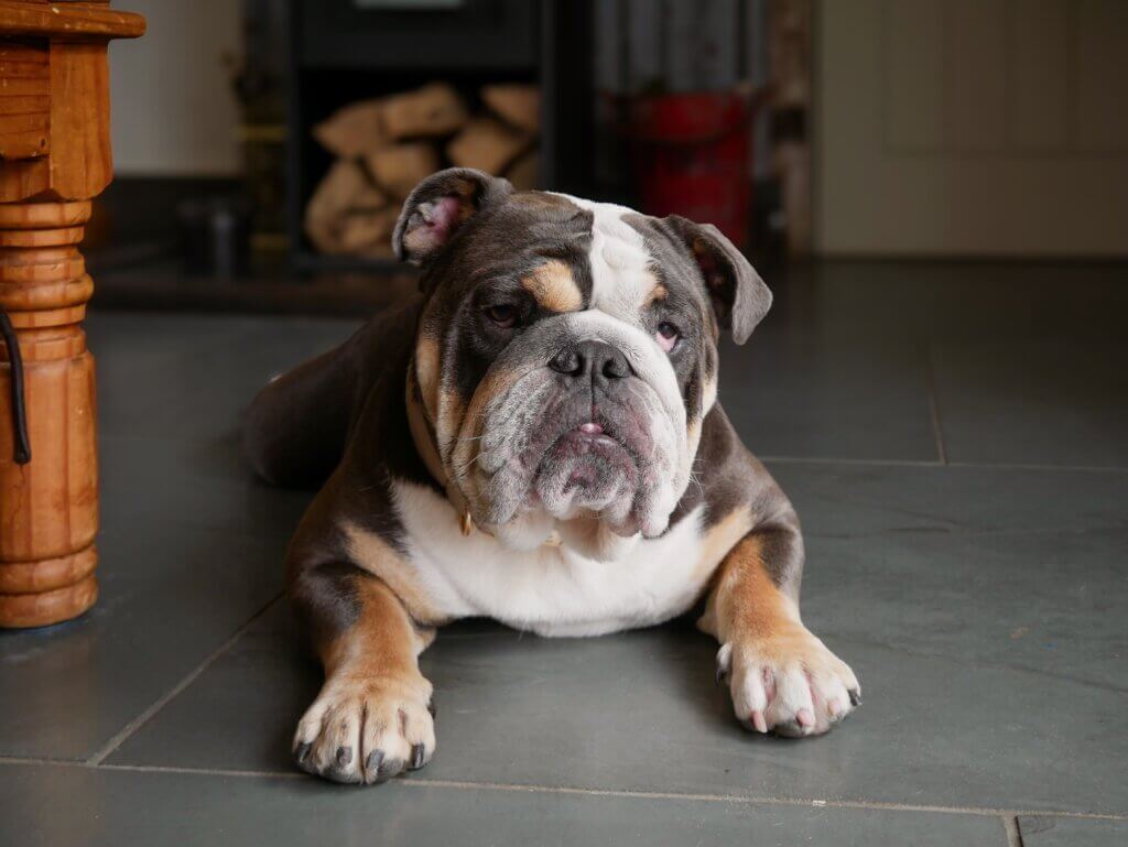 An English Bulldog with a white, brown, and tan coat lies down on a dark grey tiled floor, looking directly at the camera with a serious expression. To the far left, a carved wooden furniture leg is partially visible. The background is softly out of focus, showing a glimpse of an indoor room with stacked firewood.