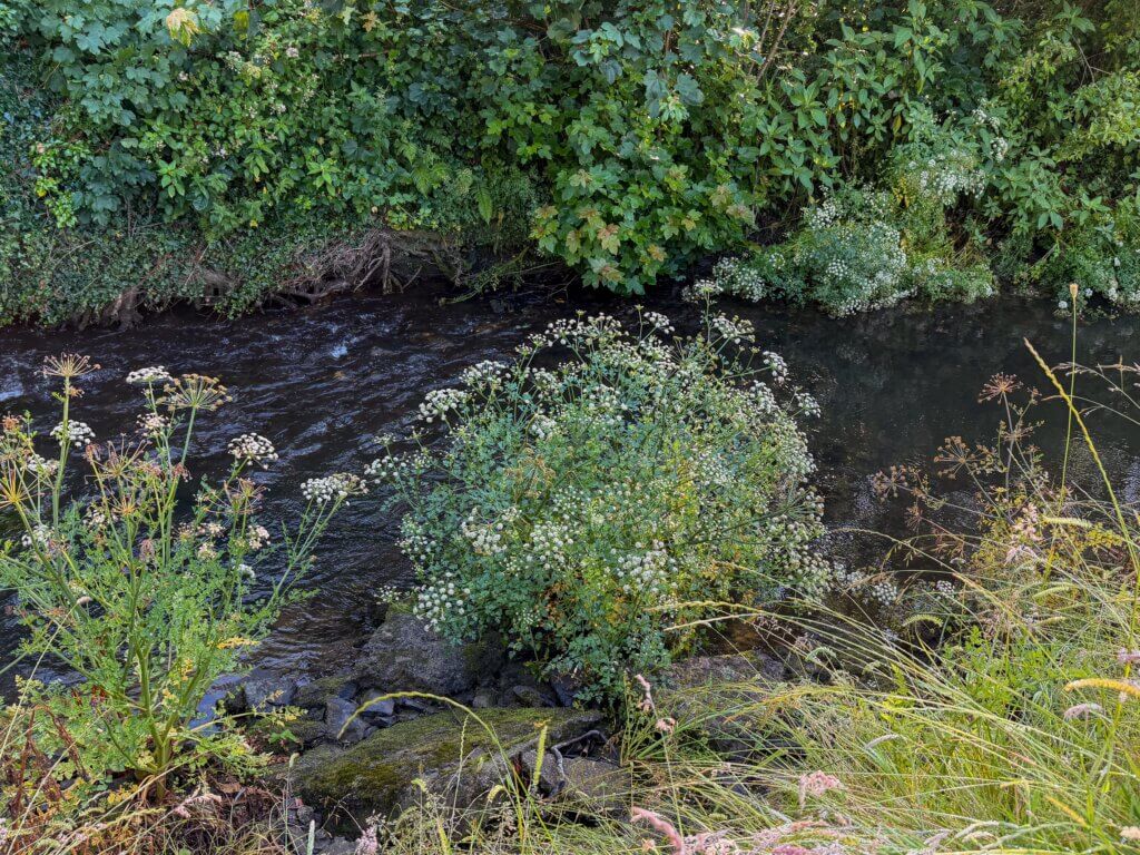 A flowing stream with dark water bordered by rocky banks and green bushes topped with clusters of small white flowers.