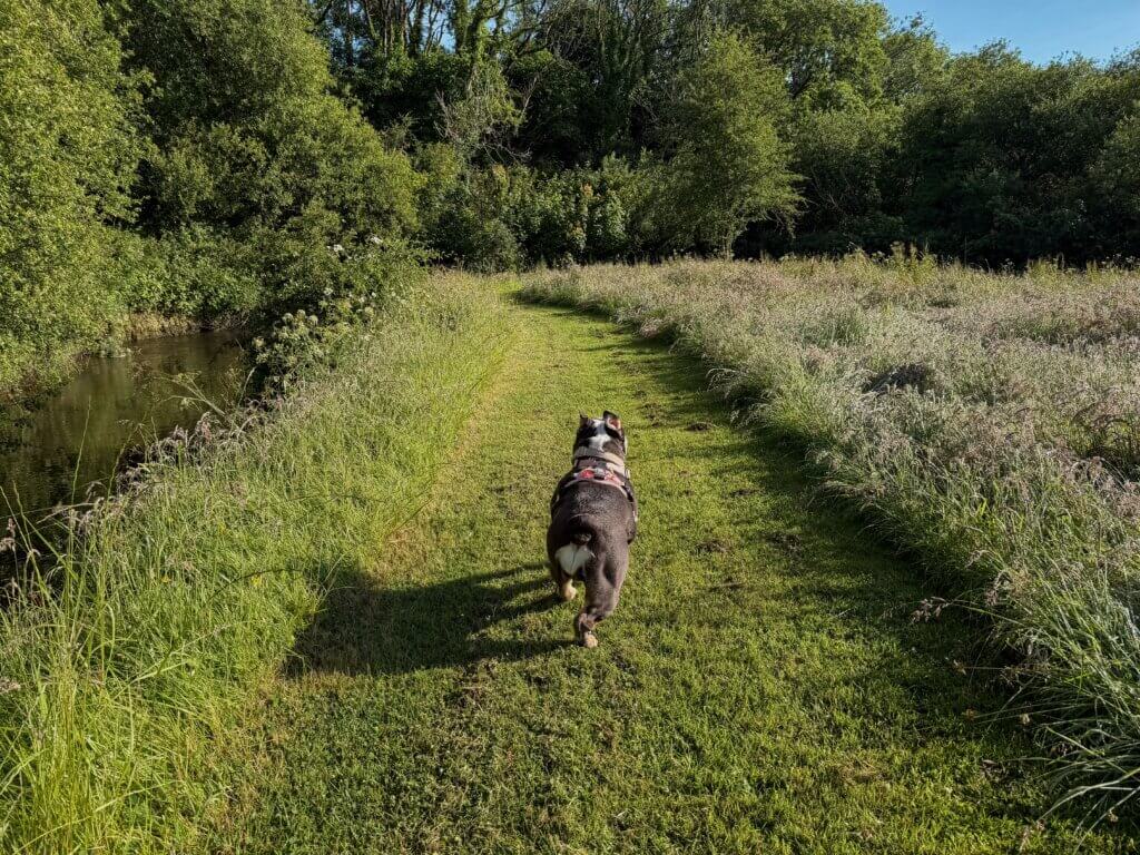 The rear view of a dark-coloured English Bulldog running down a narrow, mowed grass pathway. To the left, a calm river flows past tall grassy banks, and to the right is a wide field of tall, feathery wild grasses. Dense green trees frame the background under a blue sky.