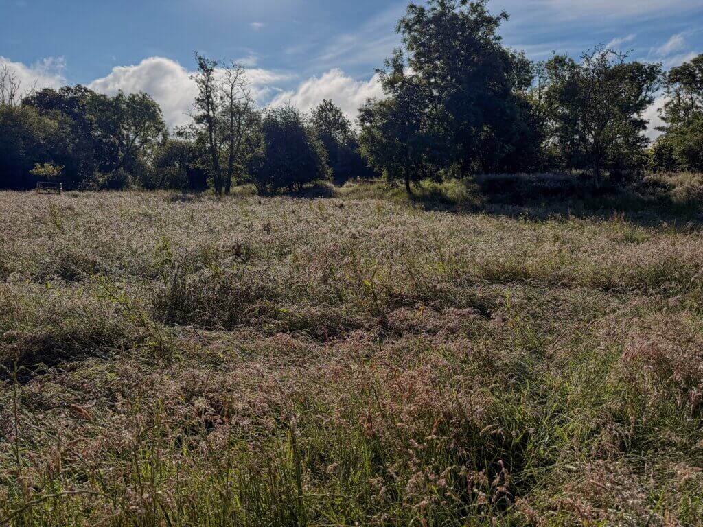 A wide field of tall, feathery wild grasses under a blue sky with scattered clouds, bordered by a line of mature trees.
