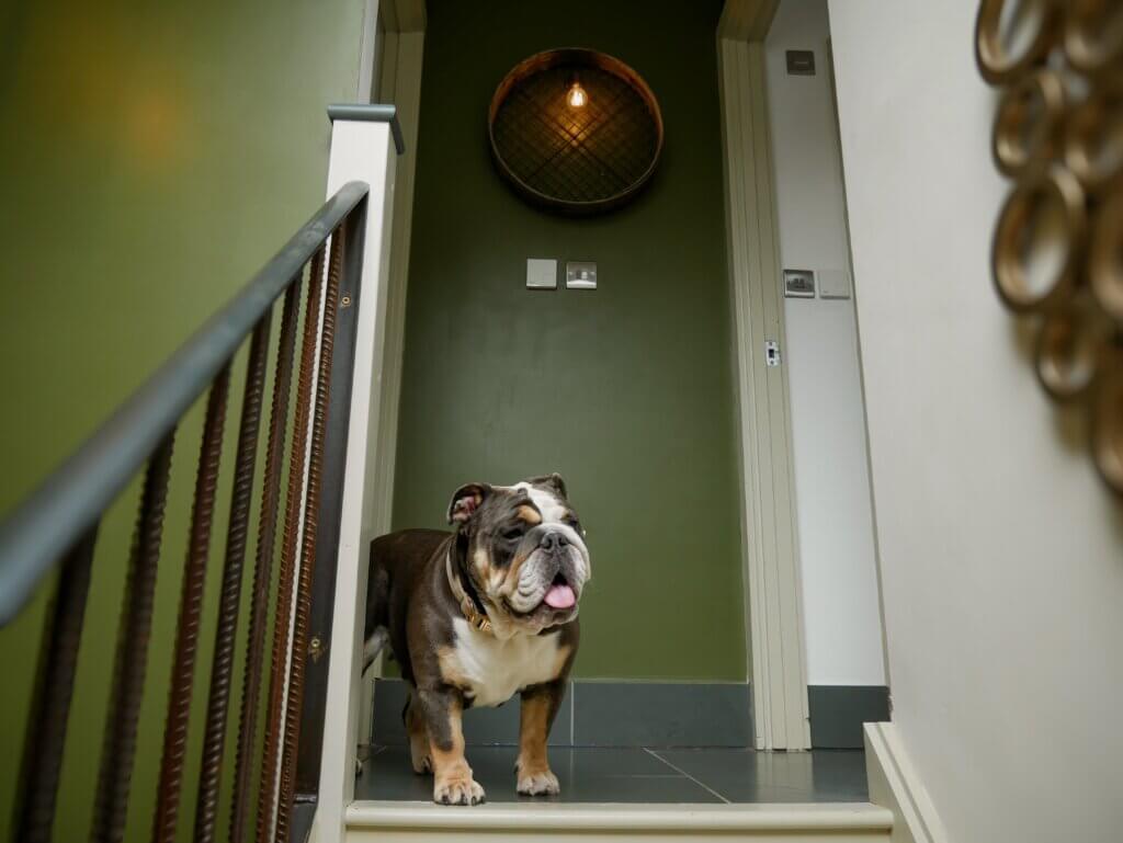 An English Bulldog stands at the top of a small set of stairs in a hallway, looking slightly to the right with its tongue peeking out. The background features a dark olive-green wall decorated with a circular, sieve-like wooden light fixture containing a glowing amber bulb. To the left is a staircase handrail made from vertical metal rebar rods, and to the right is a white wall with a glimpse of an ornate, gold-rimmed mirror arrangement.