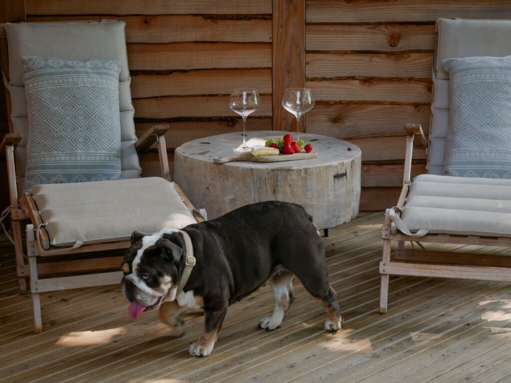 A dark-coloured bulldog with white markings walks across a wooden deck past a round tree-stump coffee table set with wine glasses and a small platter of strawberries.