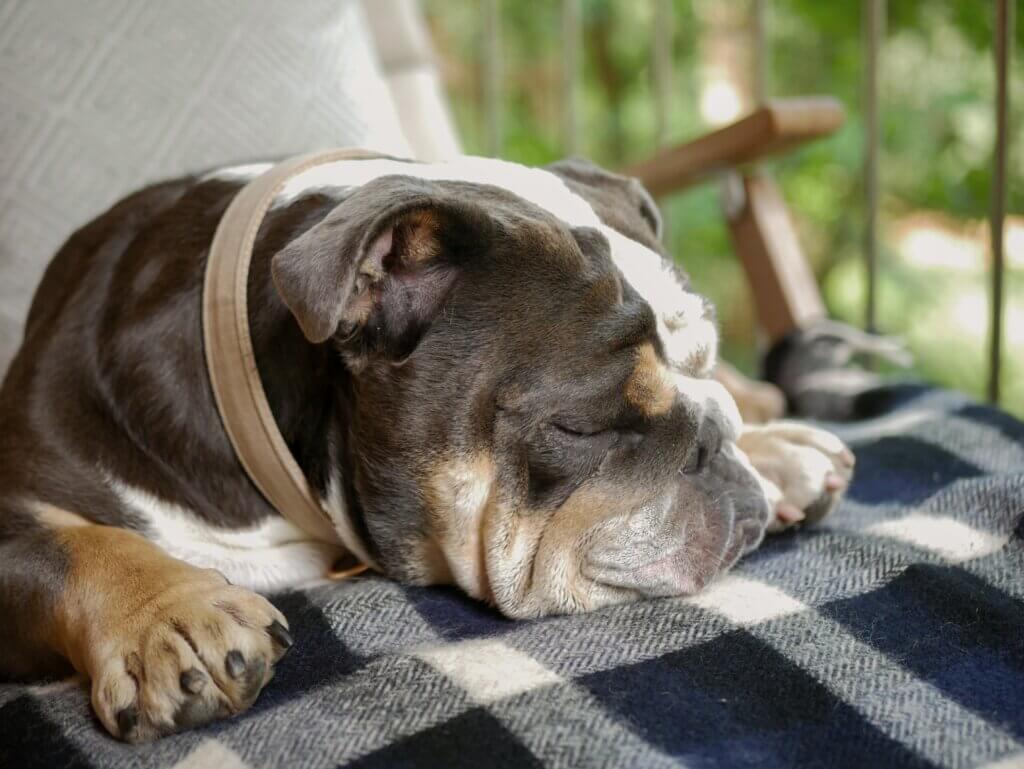 A close-up view of a bulldog sleeping peacefully on a blue-and-white checkered blanket draped over an outdoor lounger.