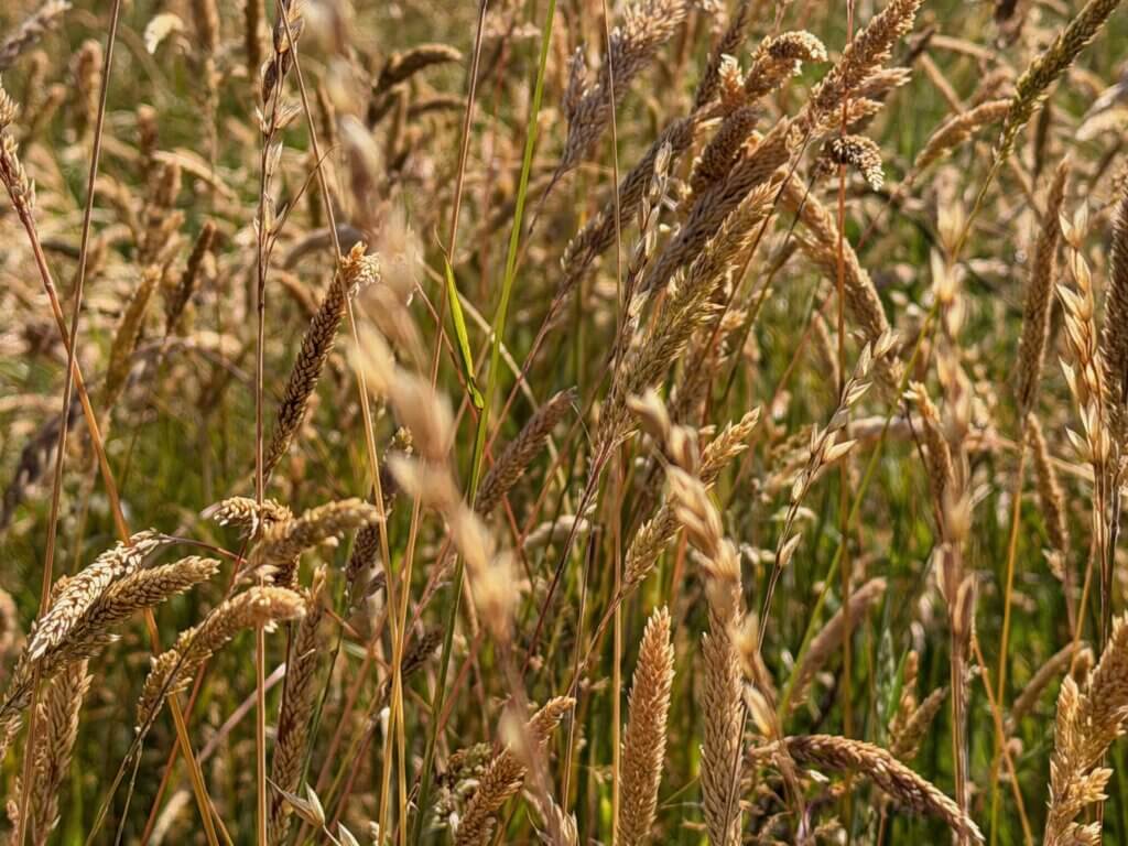 A close-up, golden hour view of tall, dry wild grasses and seed heads swaying in a field, with soft, blurred background of green and amber tones.