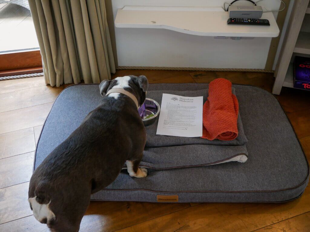 A top-down view of a bulldog investigating a dog bowl resting on a large grey plush dog bed next to a rolled-up orange towel and a welcome packet labeled "Dittisham Hideaway."