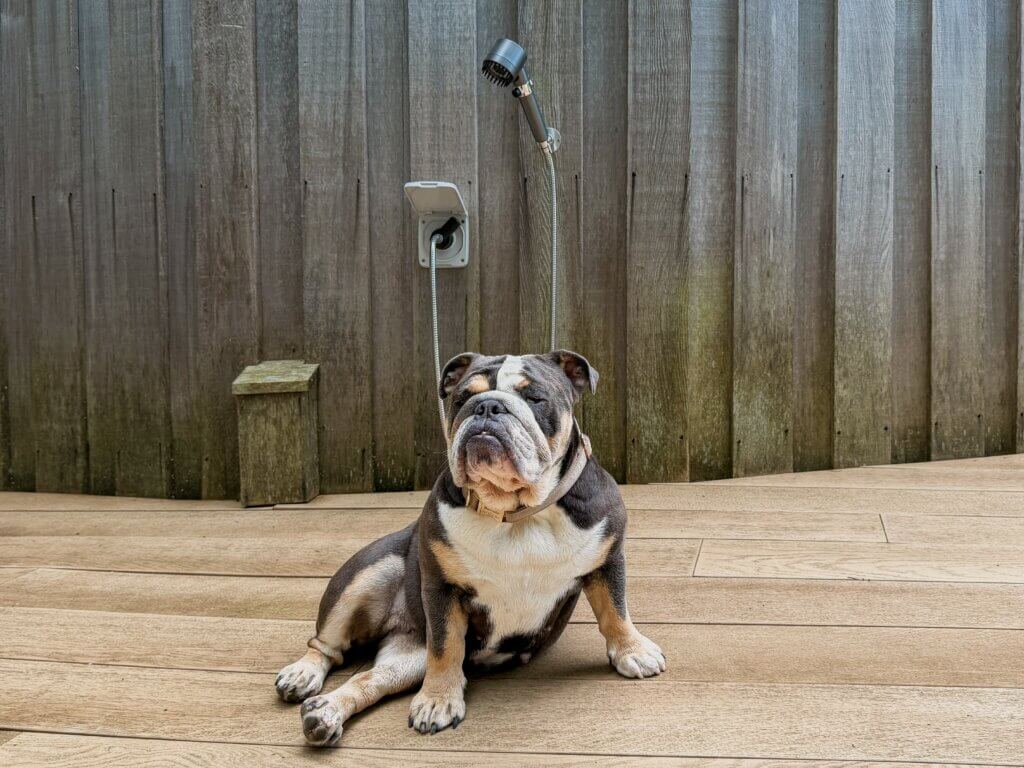 A bulldog sits proudly on an outdoor wooden deck directly beneath a silver hand-held dog shower attachment mounted to a weathered wood panel wall.
