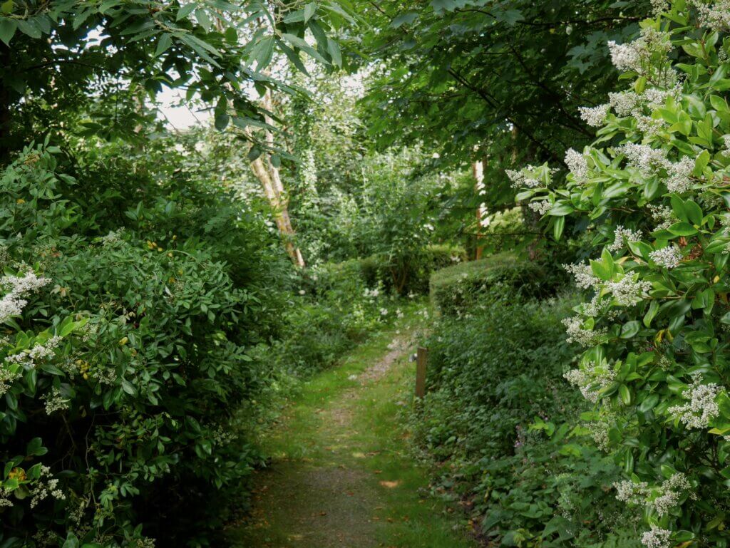 A peaceful shaded dirt path winding through dense green trees and lush bushes dotted with clusters of white flowers.