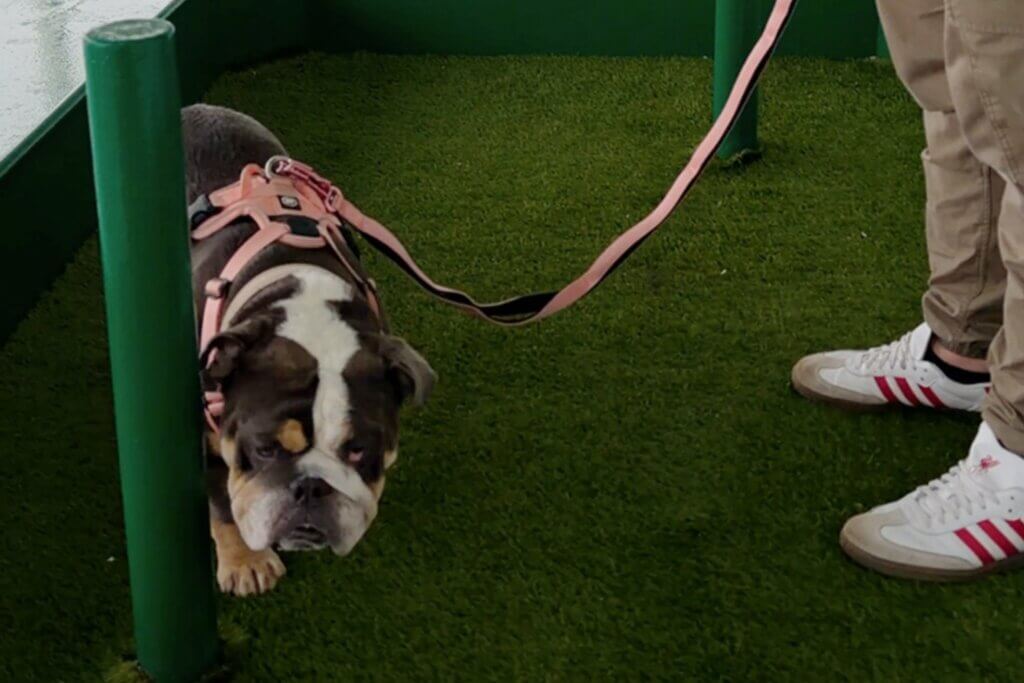 An English Bulldog wearing a pink harness stands on artificial green turf area, peeking out from behind a green post. A person wearing khaki pants and white sneakers with red stripes stands to the right, holding the dog's pink leash.