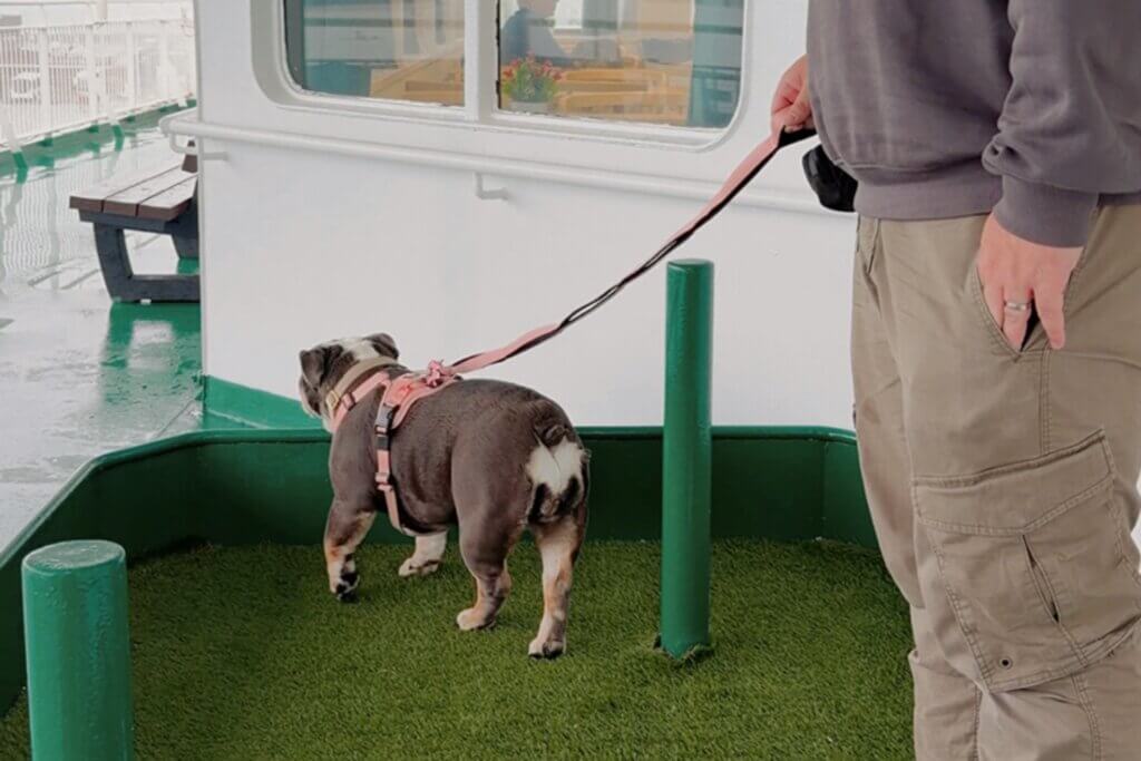 An English Bulldog wearing a pink harness stands on an artificial green turf pet area on the deck of an Irish Ferries ship, looking away from the camera. A person wearing a grey sweatshirt and khaki cargo pants stands to the right, holding the dog's pink leash with one hand while keeping the other hand in their pocket. The surrounding deck features green flooring, white walls, and a window.