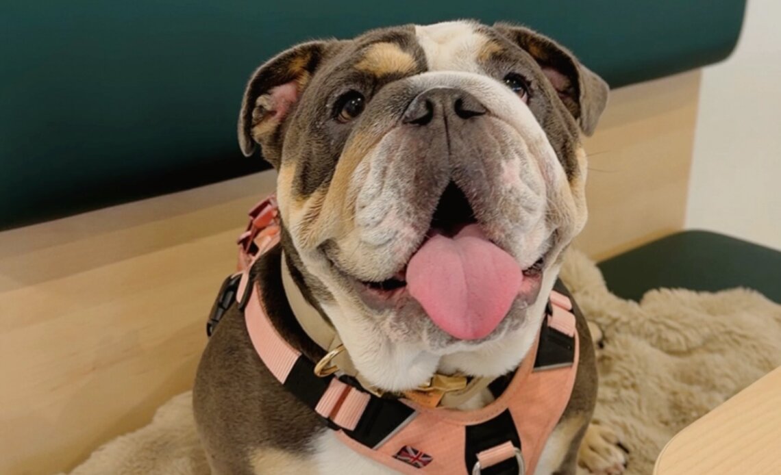 A happy English Bulldog with gray, white and tan fur sitting on a fluffy beige blanket on a wooden bench with a dark green backrest. She is sitting in the Pet Den on Innisfree Irish Ferries ship. The bulldog is looking directly up toward the camera with an open mouth and its pink tongue sticking out, appearing to smile. She is wearing a pink and black harness with a small Union Jack flag patch on the front.