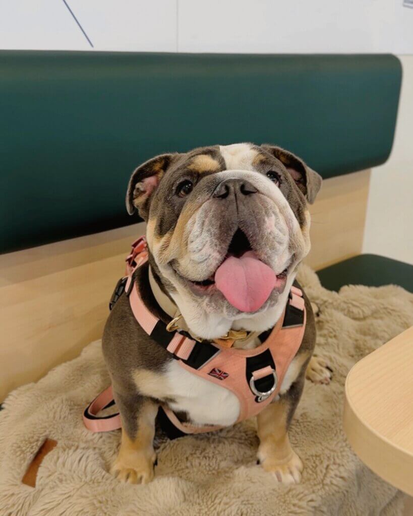 A happy English Bulldog with gray, white and tan fur sitting on a fluffy beige blanket on a wooden bench with a dark green backrest. She is sitting in the Pet Den on Innisfree Irish Ferries ship. The bulldog is looking directly up toward the camera with an open mouth and its pink tongue sticking out, appearing to smile. She is wearing a pink and black harness with a small Union Jack flag patch on the front.