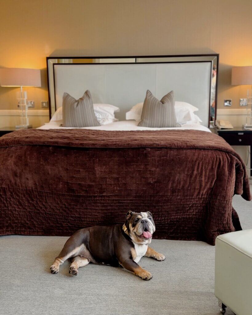 A brown and white bulldog lies resting on the grey carpet at the foot of a large king-sized bed with a plush brown velvet duvet in a bedroom of The Bristol Hotel, a dog-friendly hotel in Bristol.