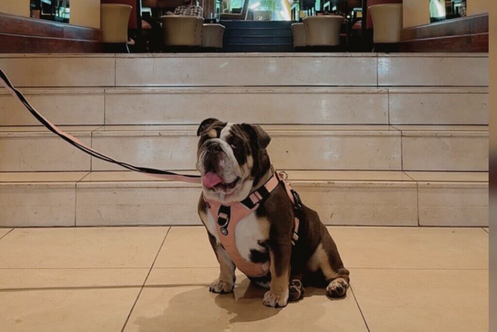 A brown and white bulldog wearing a harness sits on a tiled floor at the base of a short flight of wide marble stairs leading into the hotel lobby of the dog-friendly Bristol Hotel.