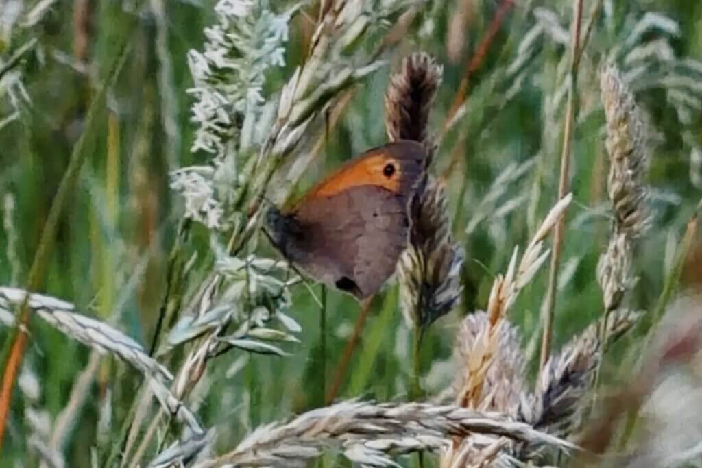 A close-up shot of a small brown butterfly with a single black eyespot on its wing resting quietly on a stalk of wild field grass.